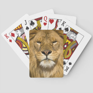 Baralho Leão da Barbária Africano, Panthera leo leo, um do