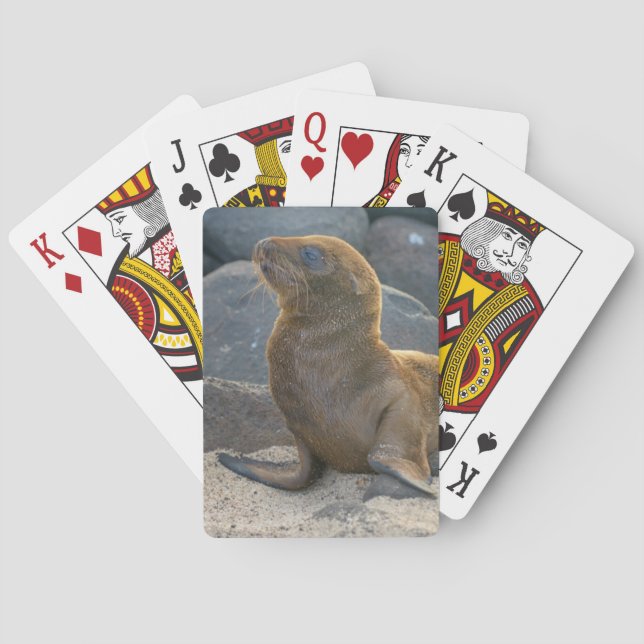 Baralho Leão de mar de Galápagos (Verso)
