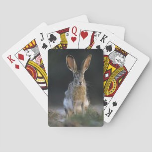 Baralho Lebre-de-cauda-preta, Lepus californicus, 2