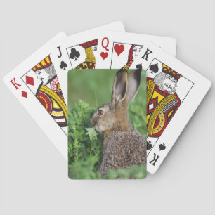 Baralho Lebre-marrom, Lepus europaeus, jovem comendo,