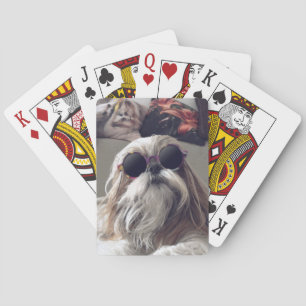 Baralho Legal Shih Tzu longos óculos de sol