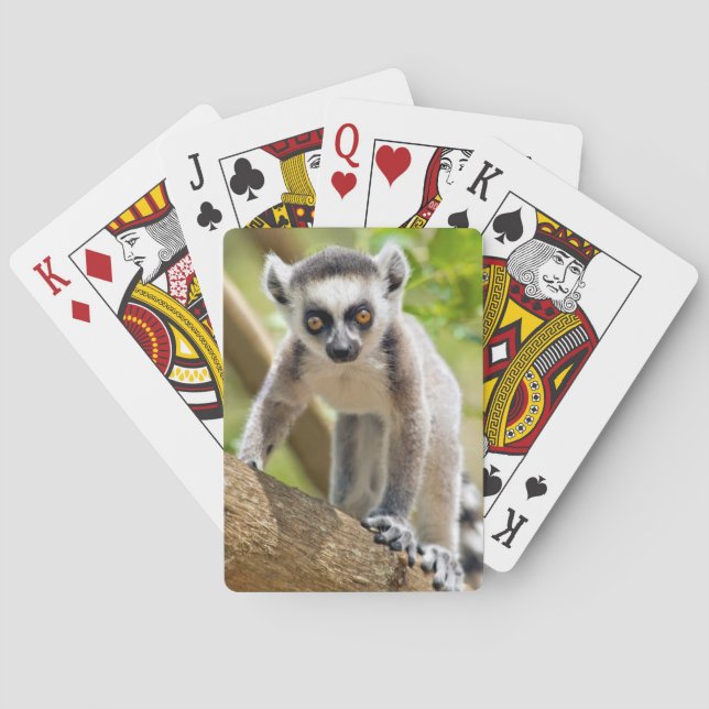 Baralho Lemur anel-atado bebê (Verso)