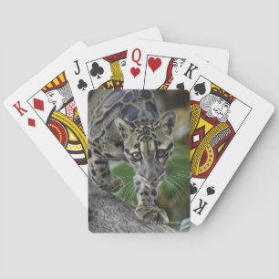 Baralho Leopardo nublado no movimento