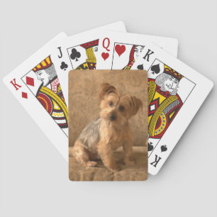 Baralho Lindo cão Westie / Yorkie para derreter seu coraçã