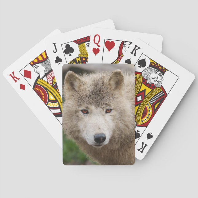 Baralho Lobo Branco Muddy (Verso)