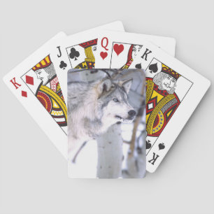 Baralho Lobo Cinzento, Canis lupus, Animal de Filme (Utah)