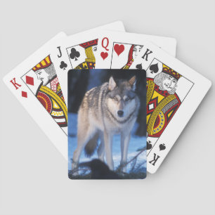 Baralho lobo cinzento, Canis lupus, nos contrafortes