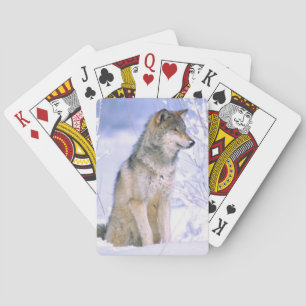 Baralho Lobo cinzento sentado na neve, Canis lupus,