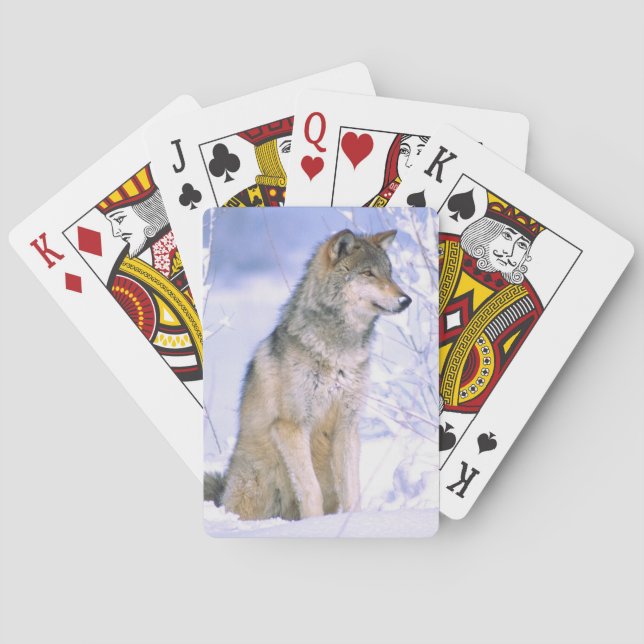 Baralho Lobo cinzento sentado na neve, Canis lupus, (Verso)