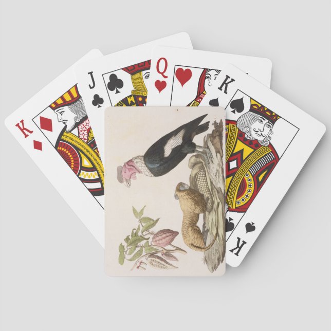 Baralho Macaco e condor de leão, nativos ao Chile ou a (Verso)