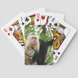Baralho Macaco em Costa Rica