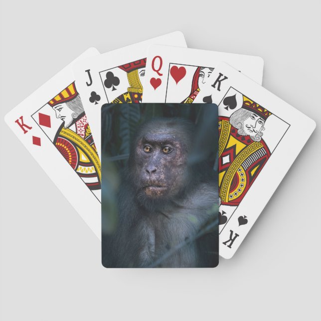 Baralho Macaco na selva (Verso)