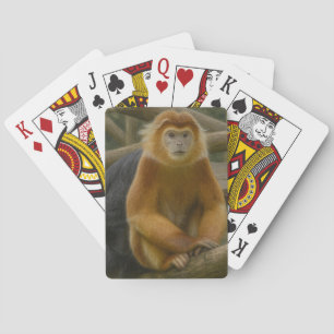 Baralho Macaco Snub-Nosed no Refúgio em Woodland