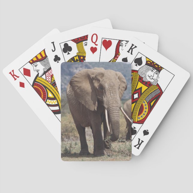 Baralho Mãe elefante andando com filhote de elefante (Verso)