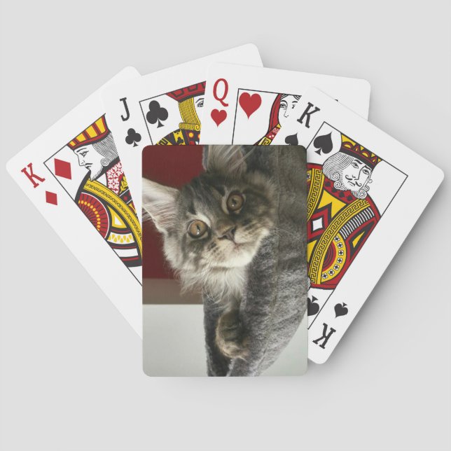 Baralho Maine Coon Kitten Jogando Cartões (Verso)