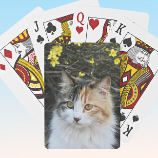 Baralho Mantenha-Se Adicione Seu Excelente Gatinho De Qual