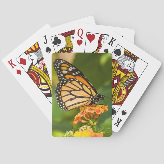 Baralho mapa a jogar foto de uma borboleta sobre uma flor (Verso)