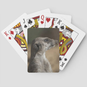 Baralho Meerkat