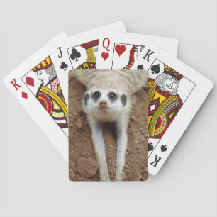 Baralho Meerkat (Suricata Suricatta) que refrigera para
