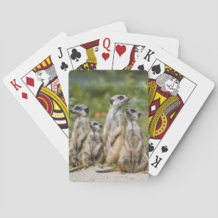 Baralho Meerkats