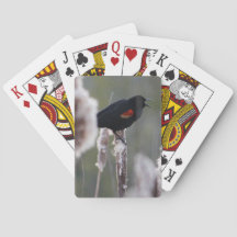 melro Vermelho-voado (phoeniceus do Agelaius)