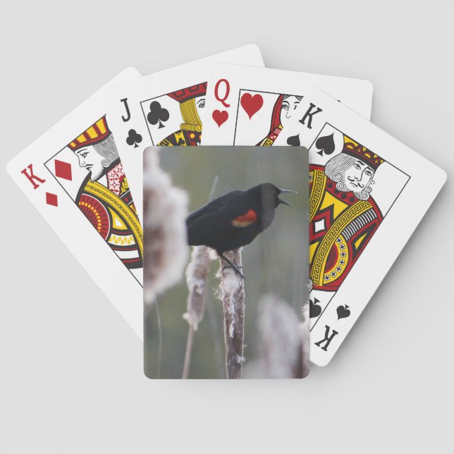 Baralho melro Vermelho-voado (phoeniceus do Agelaius) (Verso)