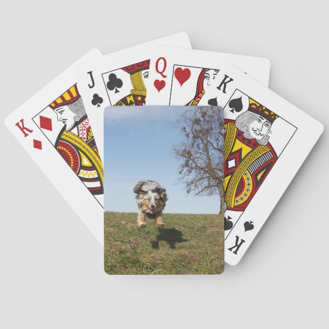 Baralho Miniatura de Shepherd Blue Merle (Verso)