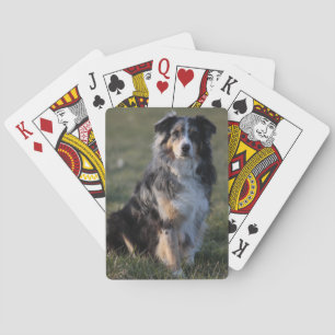 Baralho Miniature American Shepherd Blue Merle Sentado