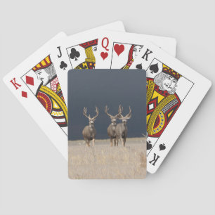 Baralho Mule Deer Bucks Cartões De Bicicleta