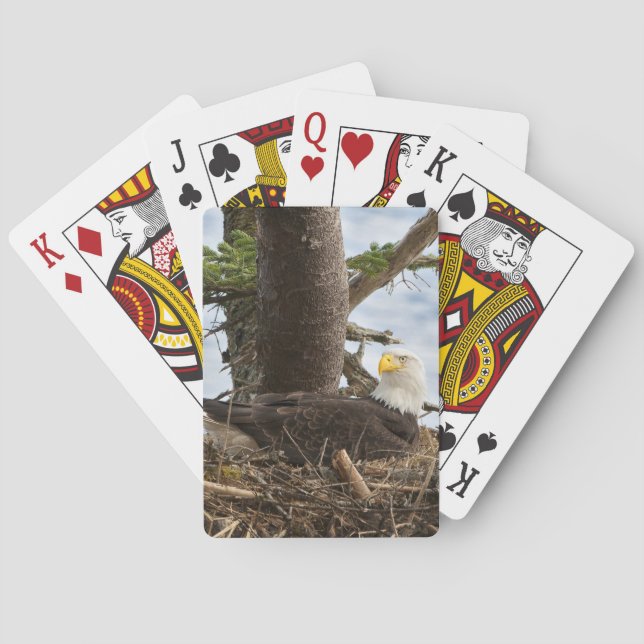 Baralho Nesting Bald Eagle (Verso)