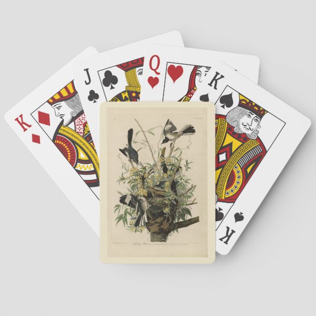 Baralho Norte Mocking Bird, as aves da América de Audubon (Verso)