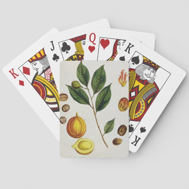 Baralho Nutmeg, placa 353 de "A Curiosa Herbal", pub (Verso)