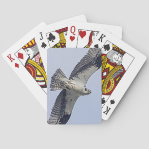 Baralho Osprey em voo