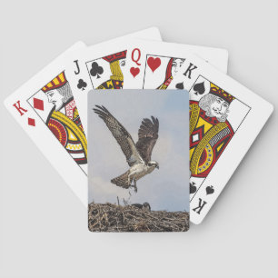 Baralho Osprey num ninho