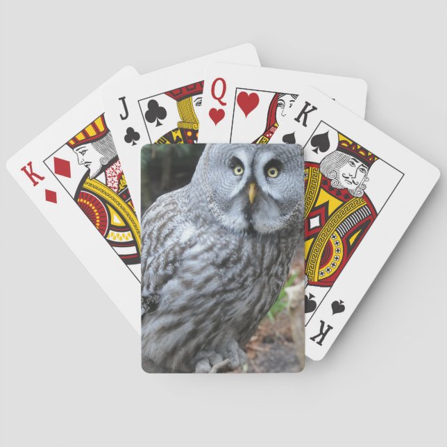 Baralho Owl Portrait Photograph (Verso)