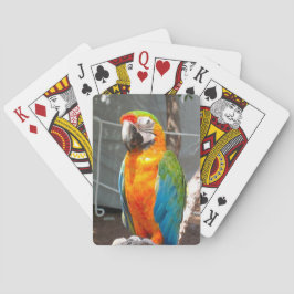 Baralho Papagaio, cartões de jogo, natureza, pássaros