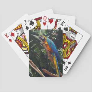 Baralho Papagaio do Macaw