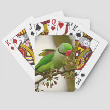 Papagaio-do-pescoço