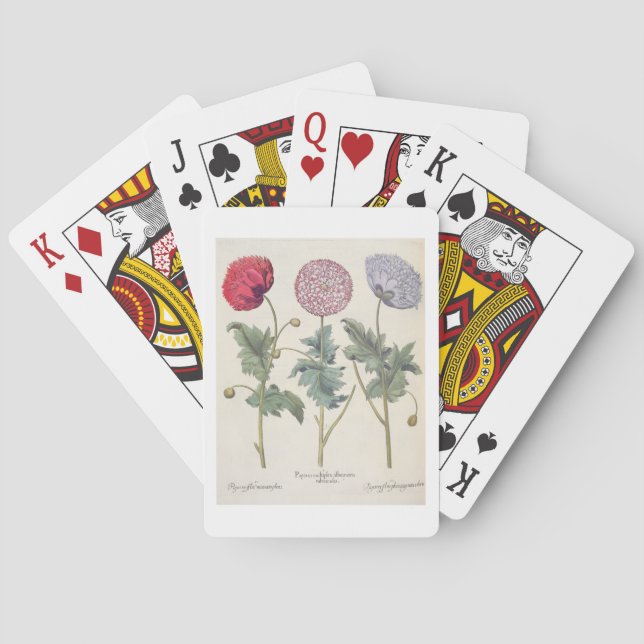 Baralho Papoilas: rubicundis multiplex dos albumoris (Verso)