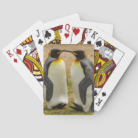Par de pinguins-imperadores, Ilhas Falkland