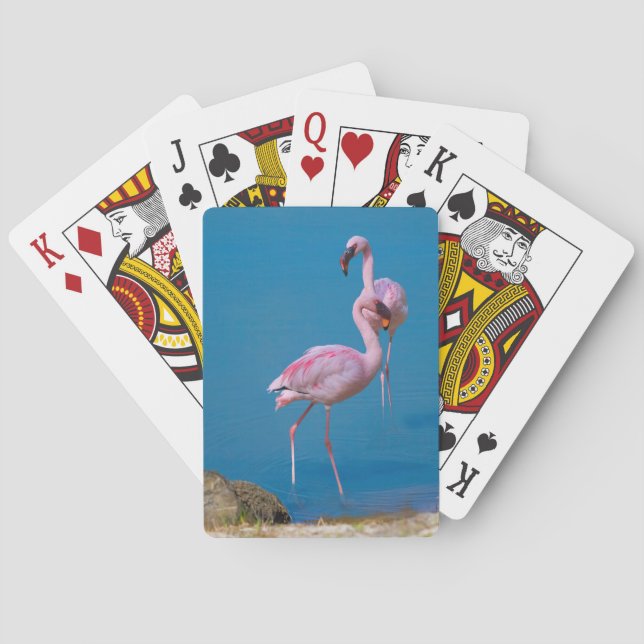 Baralho Par de Placas de Reprodução de Flamingos Rosa (Verso)