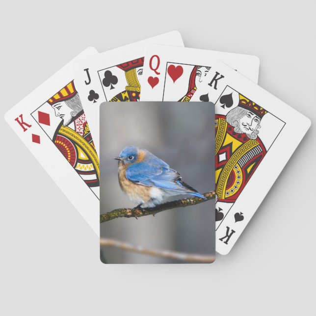 Baralho Pássaro Bluebird oriental a jogar cartas nos membr (Verso)