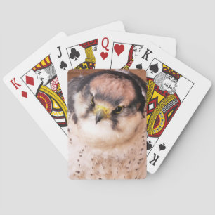 BARALHO PÁSSARO FALCON DE PRESA