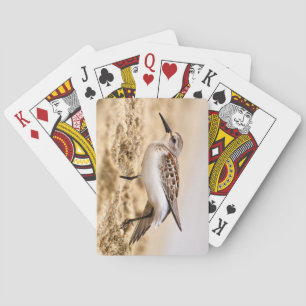 Baralho Pássaro Sanduíche Bonito na Areia