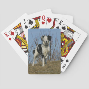 Baralho Pé de border collie levantado