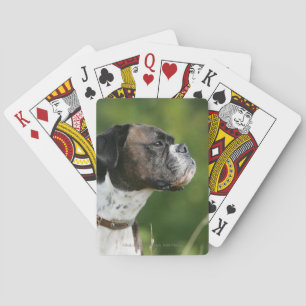 Baralho Perfil do cão do pugilista