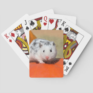 Baralho Pet Negro Branco De Hamster Sírio Bonito Sentado 