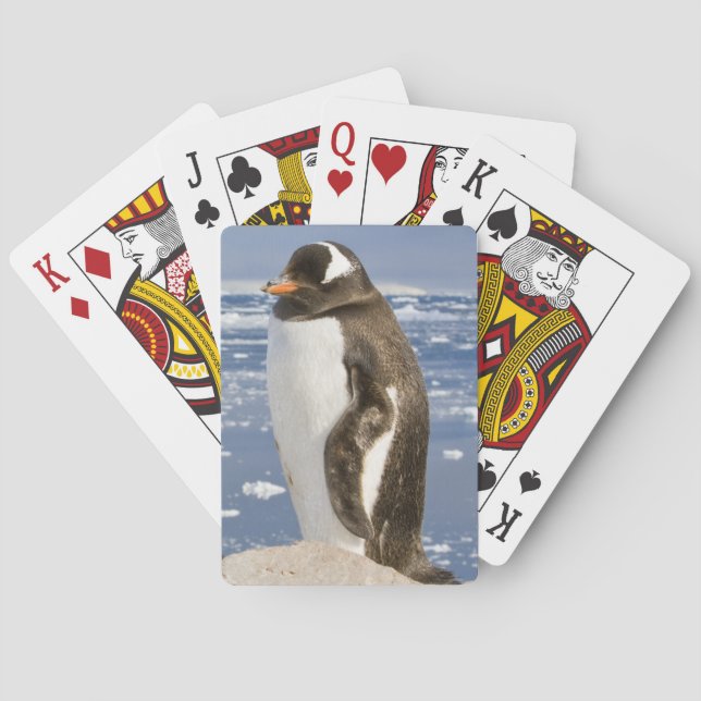 Baralho Pinguim-gentoo (Verso)