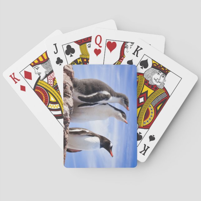 Baralho Pinguins na Antártica (Verso)