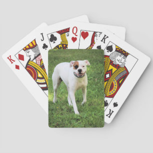 Baralho Placas de Reprodução de Boxer